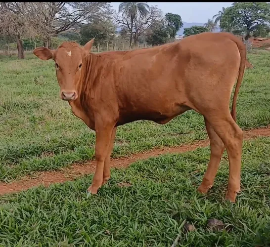 Bezerra caracu