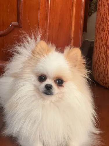 Lulu 