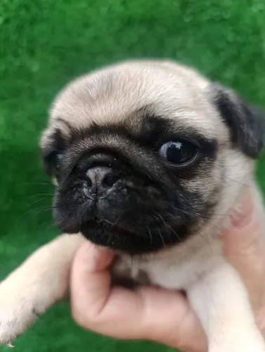 Última pug femea disponível 