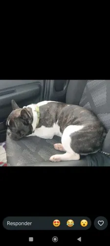 Buldogue francês para cruza