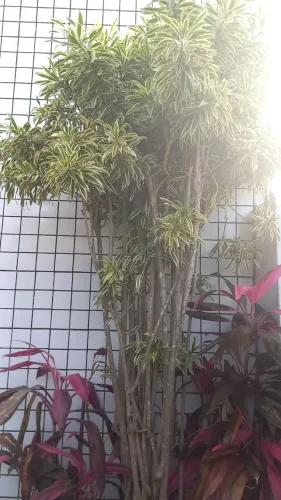 Dracena em jarro grande
