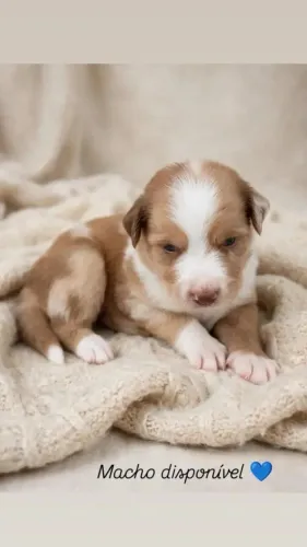 Filhote Border collie