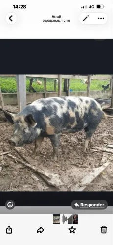 Porcos