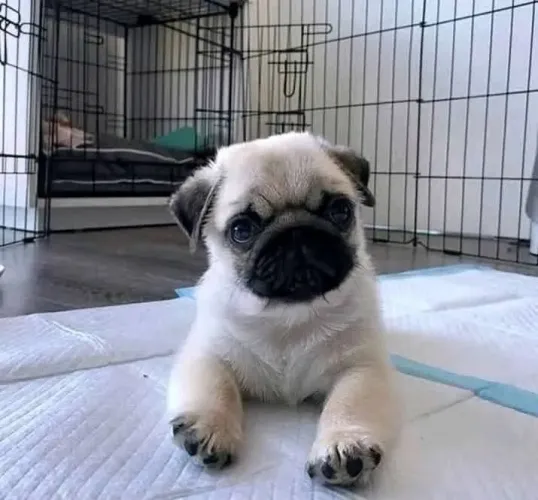 Pug Raça pura, sentimentos verdadeiros