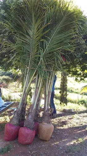 Coco anão adulto 