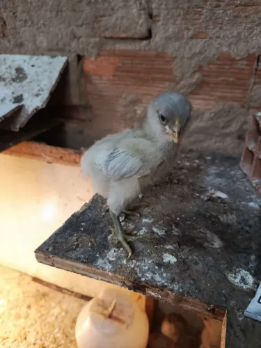 Vendo pintinhos aumeraucana 