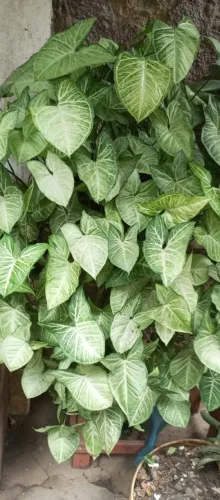 PLANTAS LINDAS VÁRIOS PREÇOS DEPENDE DO TAMANHO DA PLANTA
