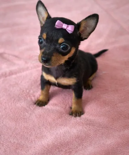 Pinscher n°0 pretinha linda
