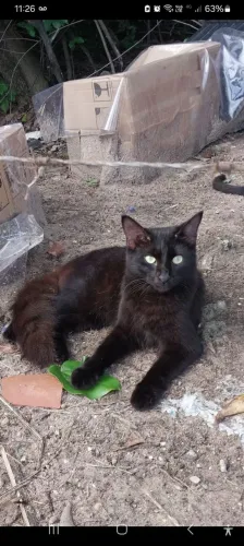 Gatos.para adoção Responsável_Roberto Freire