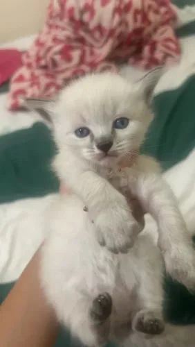 Gatinhos para doação
