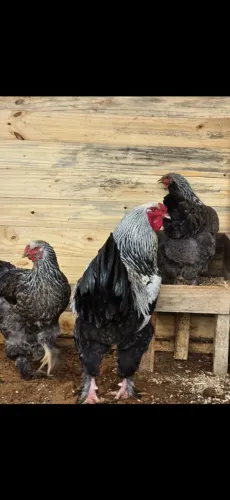 Pintinhos Brahma Light Dark Perdiz Black Buff Wyandotte prata Orpington amarelo