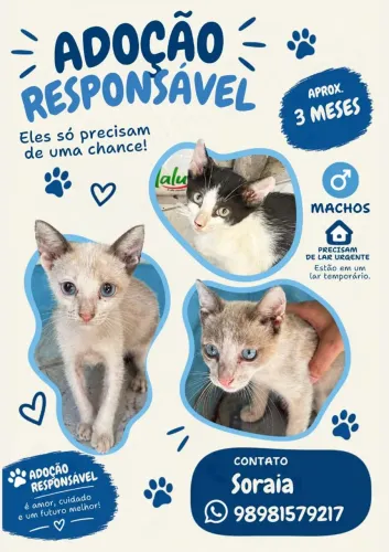 Gatinhos para adoção
