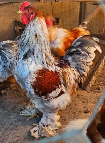 Galo Brahma Perdiz Splash