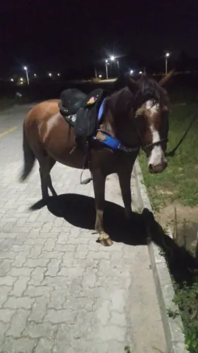Cavalo criolo andado de marcha picada