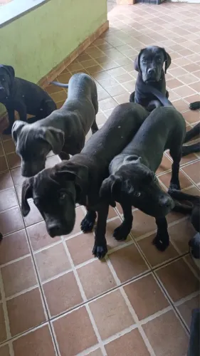 Filhotes de cane Corso 