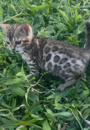 Vendo macho de gato Bengal