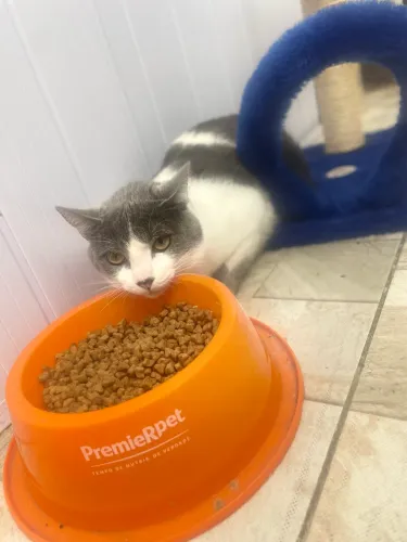 Doação de gato