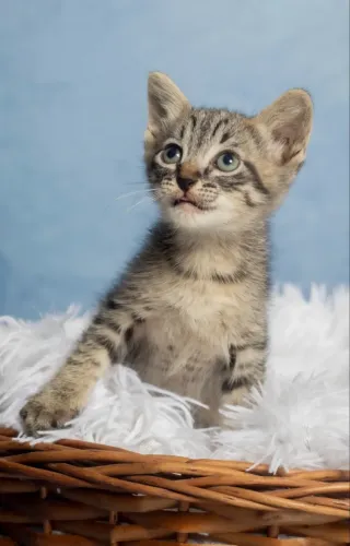 Gatinhos filhotes adoção responsável 