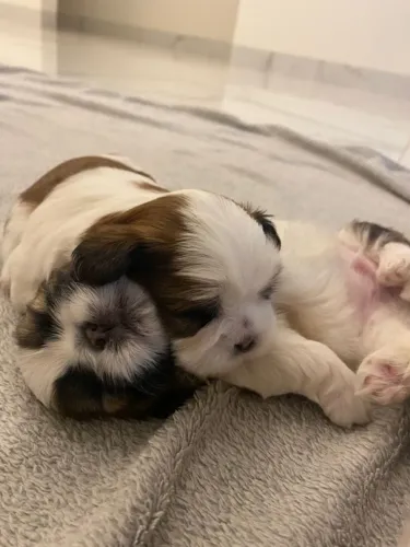 Shih Tzu fêmea perfeita