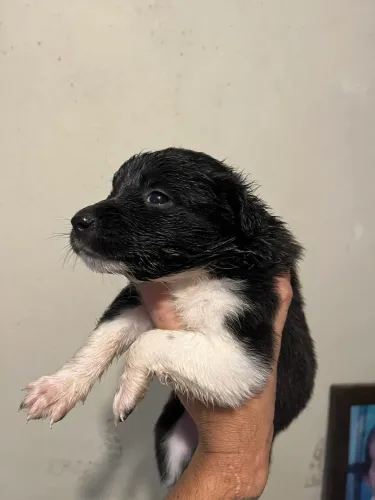 Filhotes de Boder collie nascidos dia 10 de maio já vermifugados