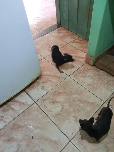Vendo dois filhotes de pinscher