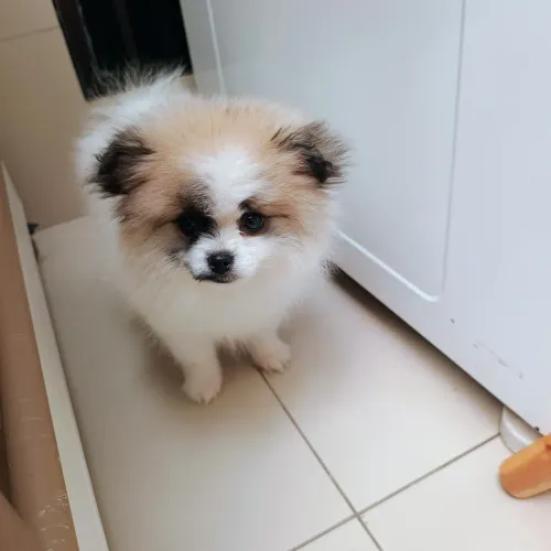 Spitz alemão machinho