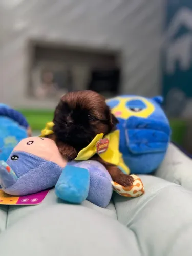 Filhote de shih tzu