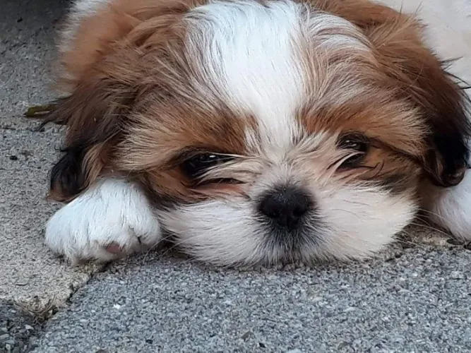 Shih Tzu fofinho
