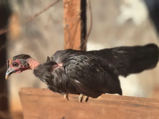 Vendo galinha de mini garnizé pescoço pelado 