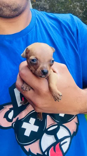 pinscher numero 1