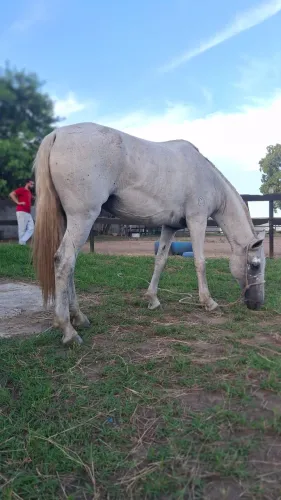 Égua registrada grande