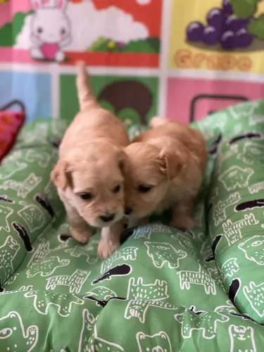 Poodles toy machos 