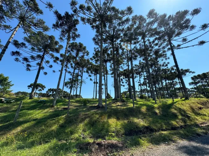 TERRENO EM CAMPO ALEGRE | EXCELENTE LOCALIZAÇÃO | 2.200 M²