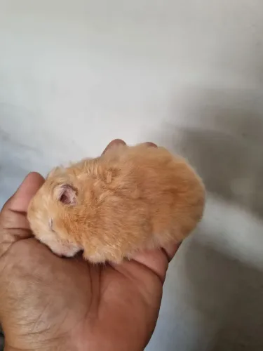 Hamster sírio
