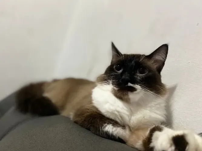 Doação de gato 