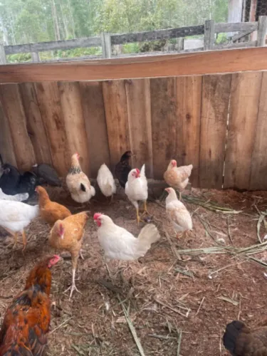 Lote Galinhas e Galo