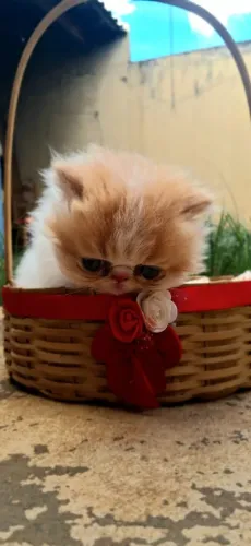 Filhotes gato Persa 