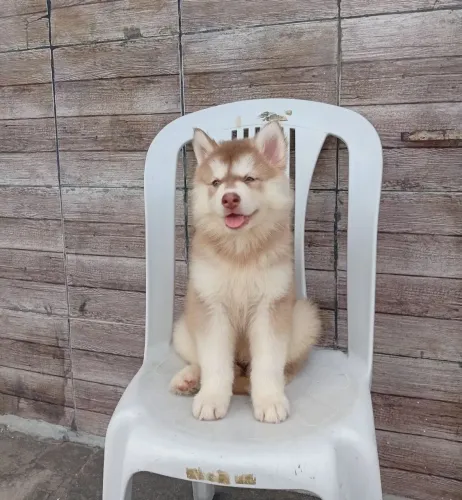 Husk siberiano fêmea