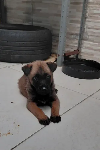 Venda de Cão Policial k9 Pastor Belga Malinois para Guarda e Proteção
