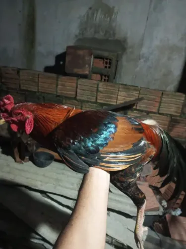 Estou vendendo esse galo. Tenho 3 estou vendendo este. Muito bom pra pegar as galinhas