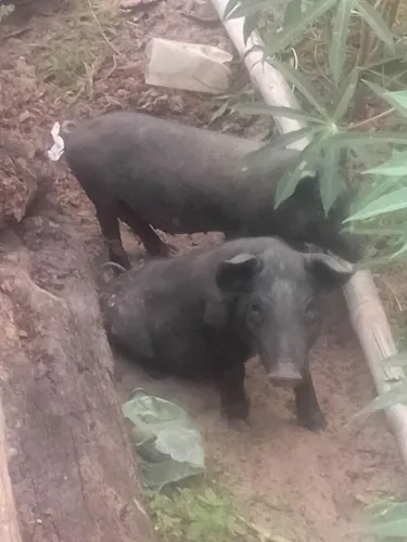 Tem um casal de porco ? tô vendo canda um 300