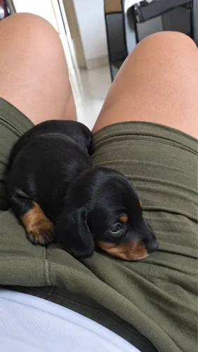 Basset Dachshund fêmea black and tan