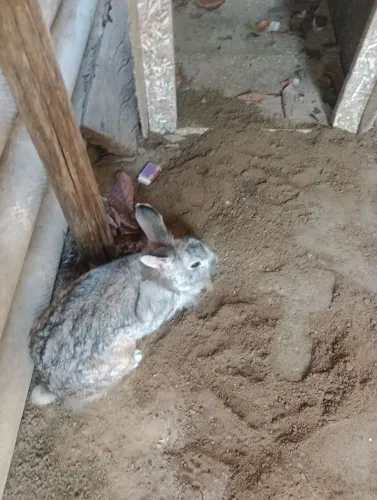 Vendo 3 coelhas grandes e fêmea 