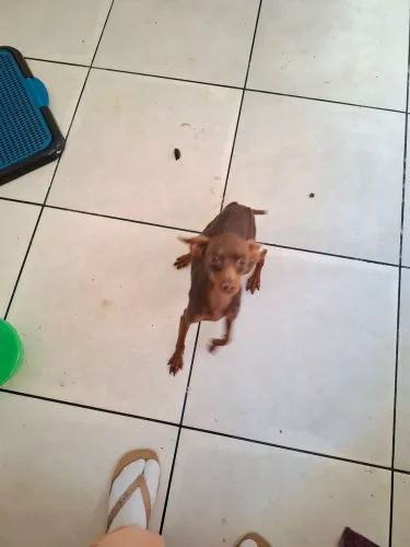 Pinscher