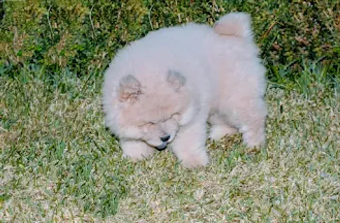 Chow Chow Linhagens campeã, e pais importados