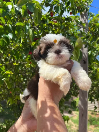 Filhote Shih tzu Fêmea 