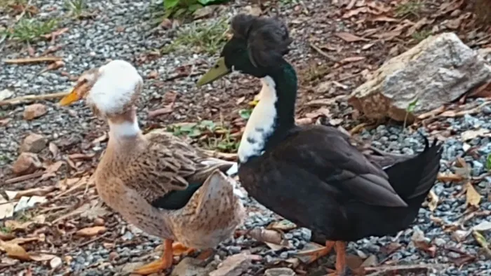 Excelente casal de marrecos pompom gigante..