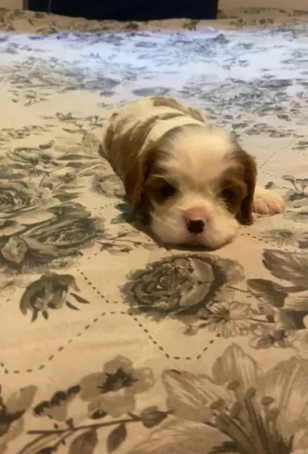 Cavalier King filhote disponivel