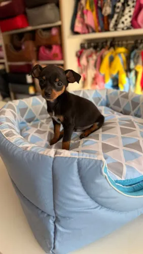 PINSCHER N1 MACHO