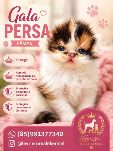 Persa show